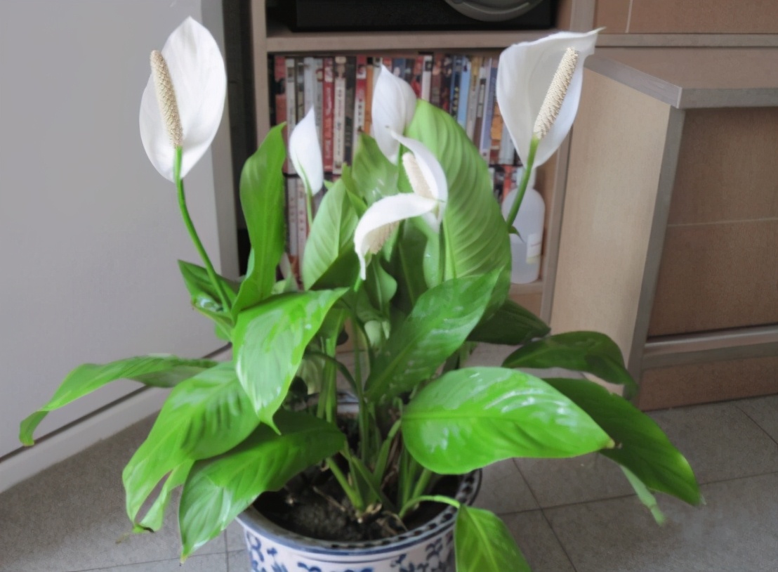 一帆风顺的养殖方法(一帆风顺花的养护方法)