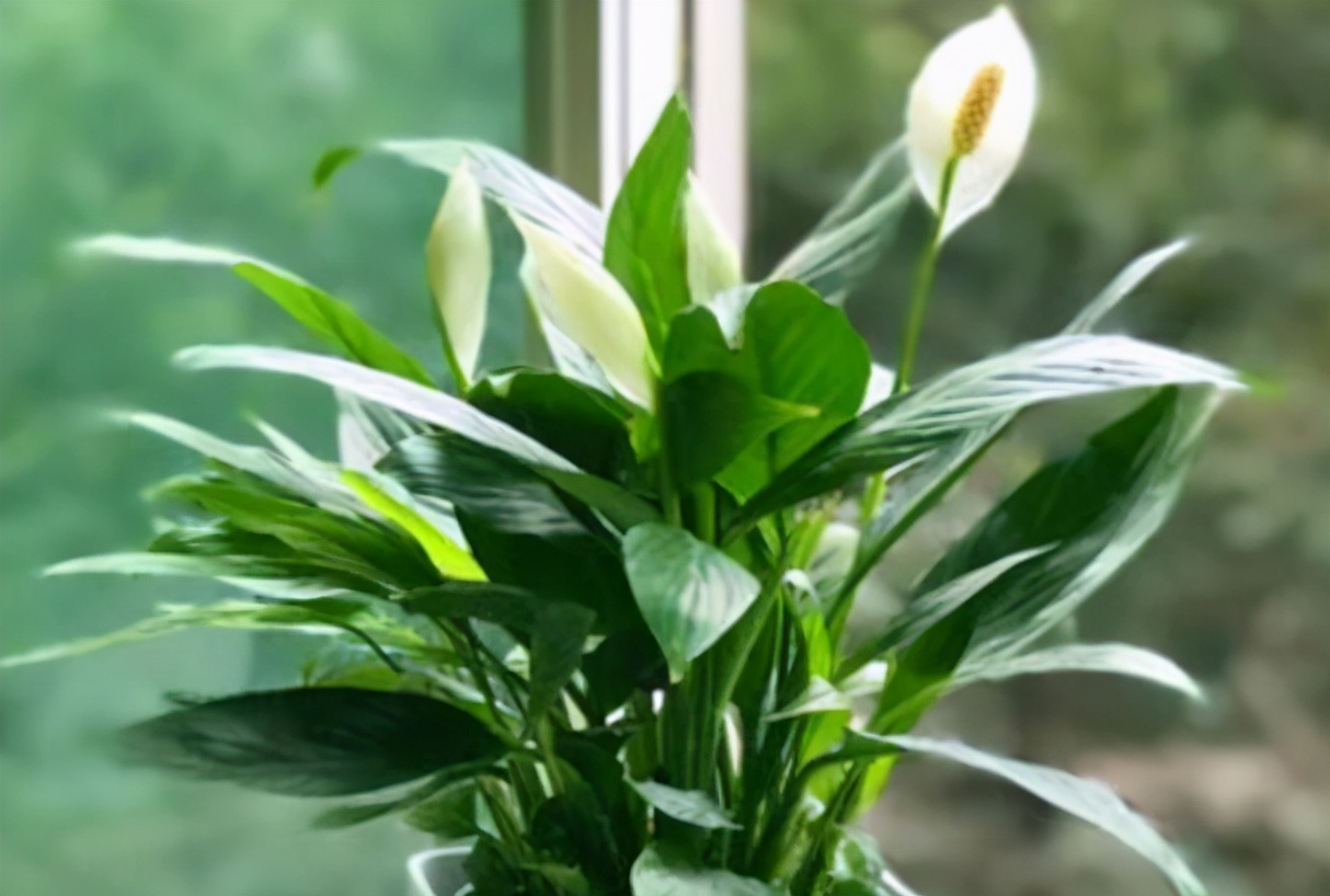 一帆风顺的养殖方法(一帆风顺花的养护方法)