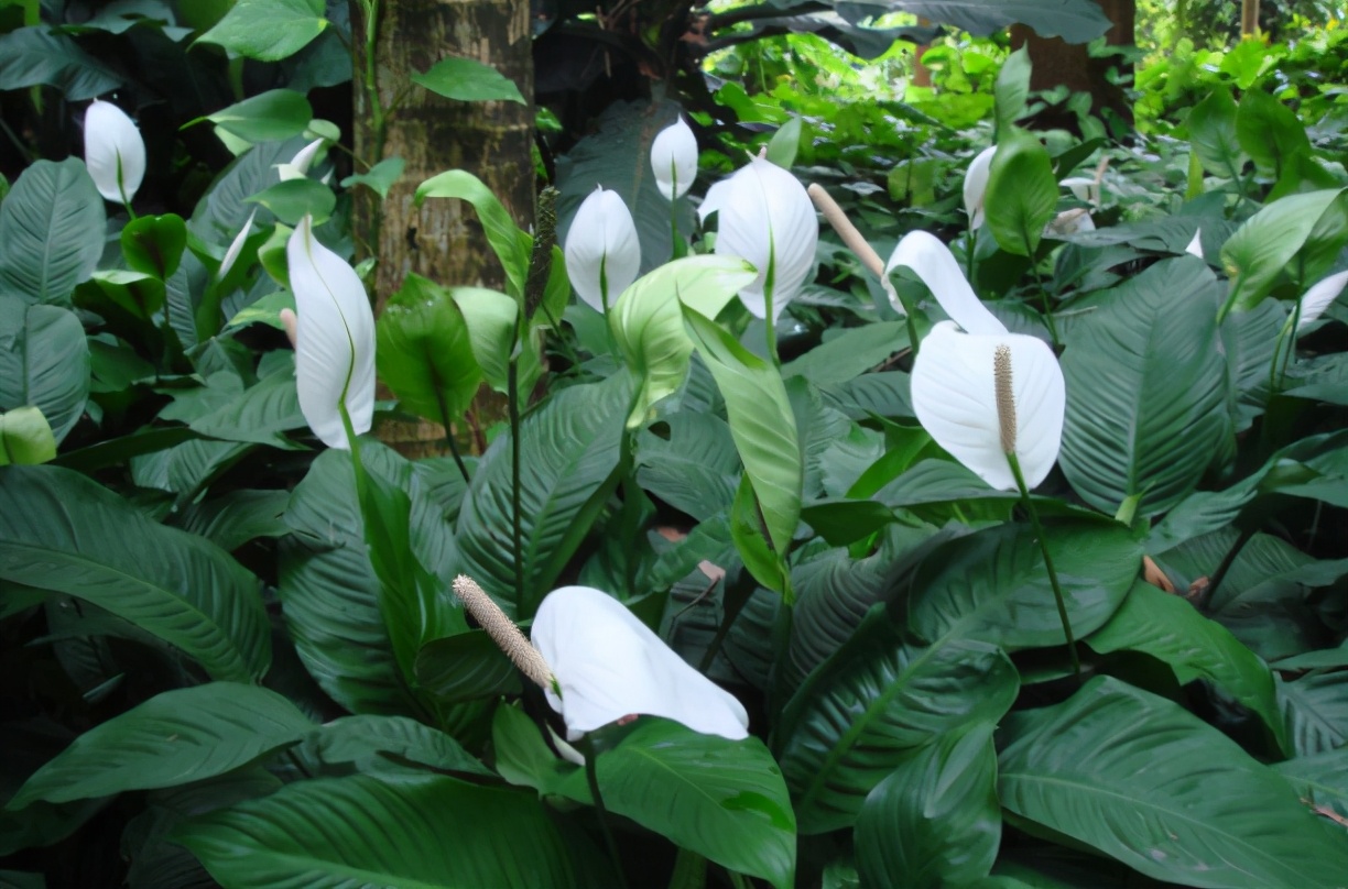 一帆风顺的养殖方法(一帆风顺花的养护方法)