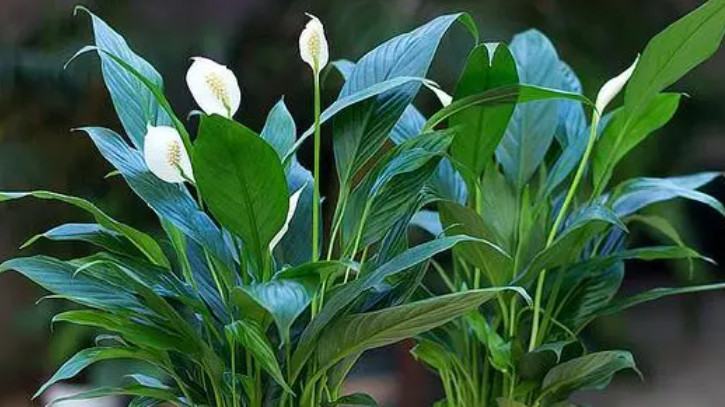 一帆风顺的养殖方法(一帆风顺花的养护方法)