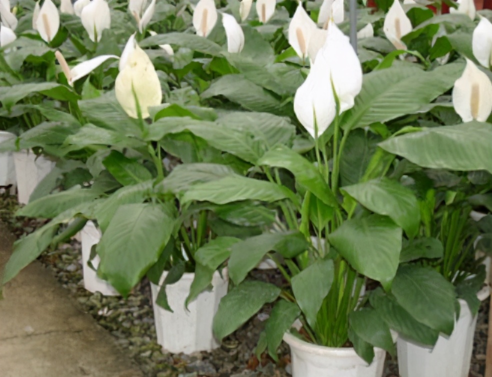 一帆风顺的养殖方法(一帆风顺花的养护方法)