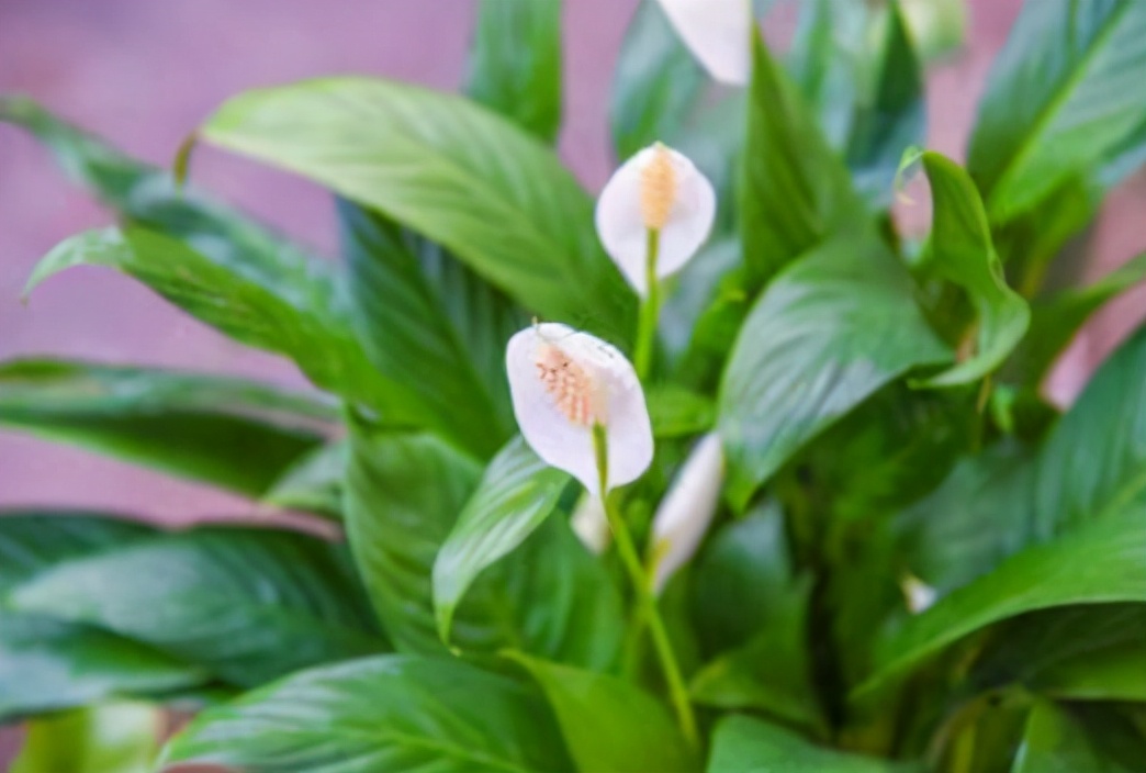 一帆风顺的养殖方法(一帆风顺花的养护方法)