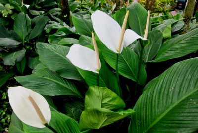 ​一帆风顺的养殖方法（一帆风顺花的养护方法）