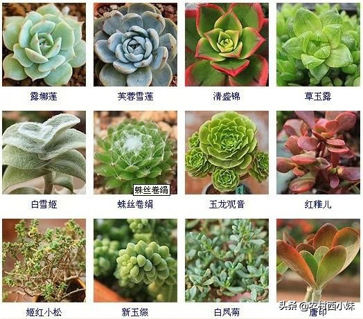 多肉有多少种品种（144种多肉植物名称大全常见品种）