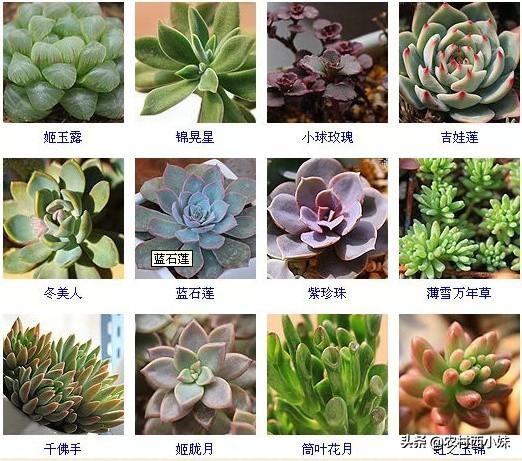 多肉有多少种品种（144种多肉植物名称大全常见品种）