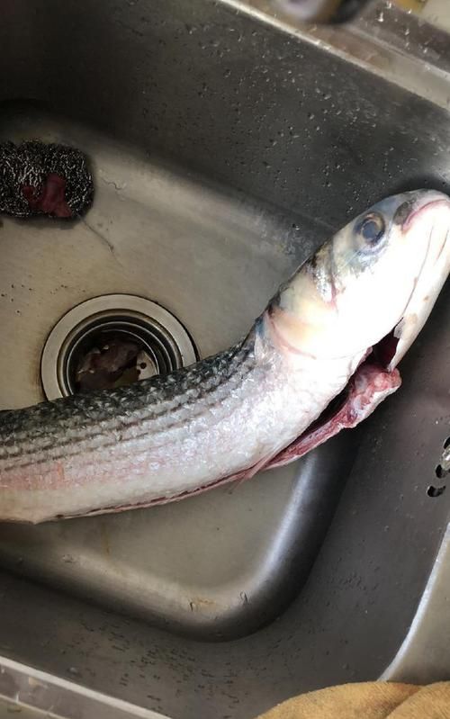 怎么区分一条鱼有没有泥土味的