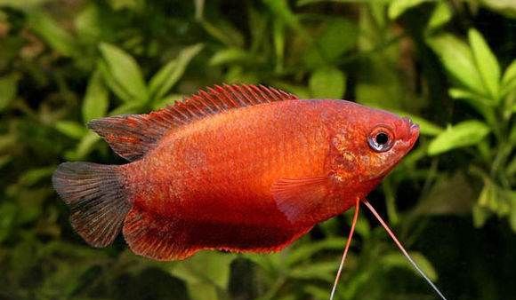 鱼是怎么分辨味道的,鱼是用什么辨别味道的呢图2