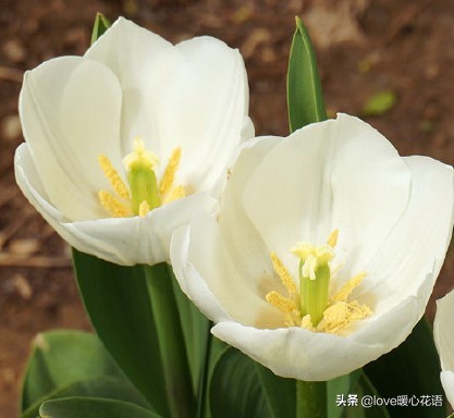 红色郁金香代表什么意思(郁金香的花语及寓意)