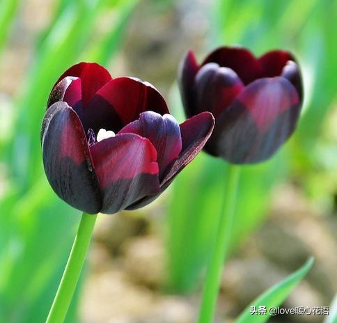 红色郁金香代表什么意思(郁金香的花语及寓意)