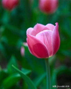 ​红色郁金香代表什么意思（郁金香的花语及寓意）