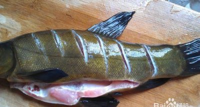 ​丁桂鱼的营养价值，丁桂鱼养殖效益？