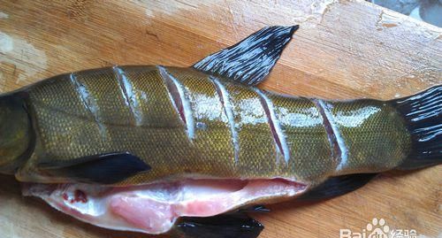 丁桂鱼养殖效益