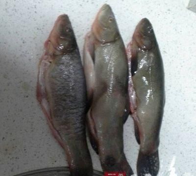 丁桂鱼是保护动物吗