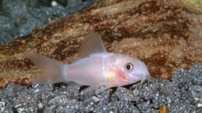 ​鼠鱼哪个品种最好（鼠鱼有哪些品种）