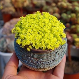 ​草黄金饮料价格(黄金草香烟价格)