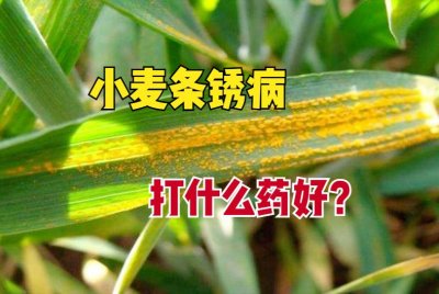 ​小麦锈病用什么药防治最好（小麦锈病病因及预防措施）