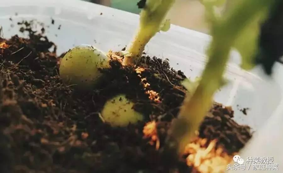 怎么种土豆(土豆的详细种植步骤及注意事项)