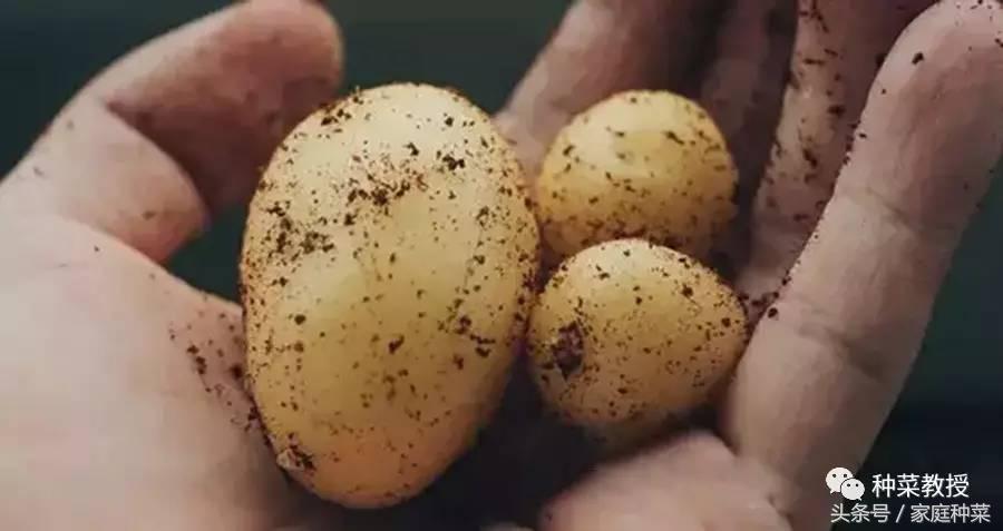 怎么种土豆(土豆的详细种植步骤及注意事项)