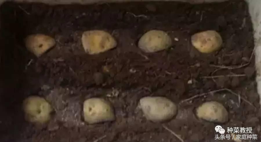 怎么种土豆(土豆的详细种植步骤及注意事项)