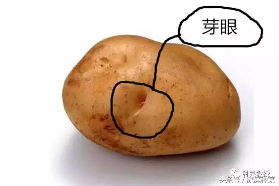 怎么种土豆(土豆的详细种植步骤及注意事项)