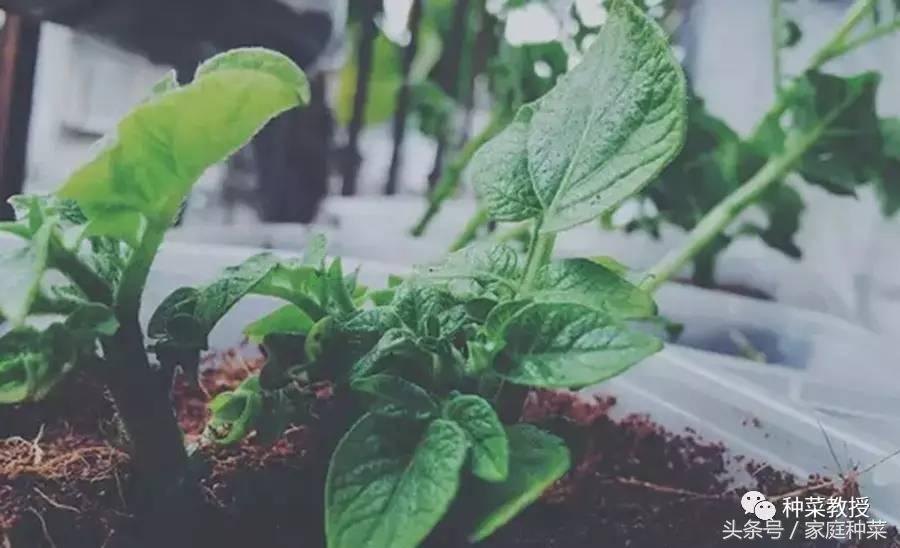 怎么种土豆(土豆的详细种植步骤及注意事项)