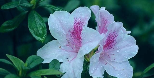 杜鹃花怎么养家庭养法，杜鹃花怎么家庭养法？图4