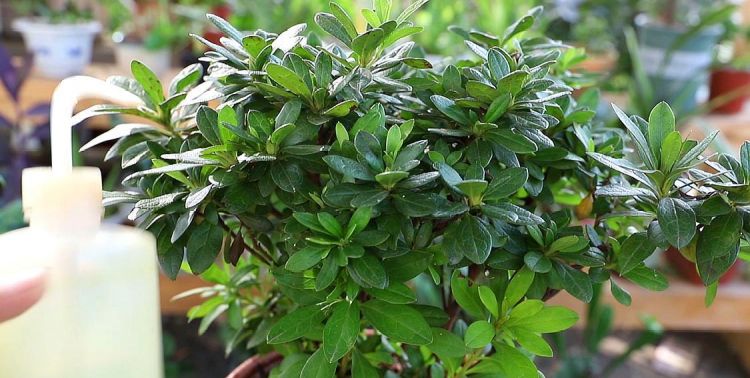 杜鹃花怎么养最好，杜鹃花什么时候开花，一年开几次花