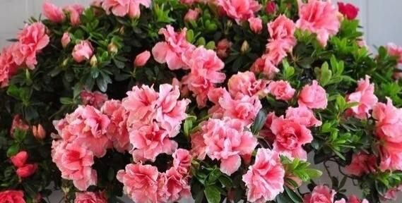 杜鹃花怎么养家庭养法，杜鹃花怎么家庭养法？图3