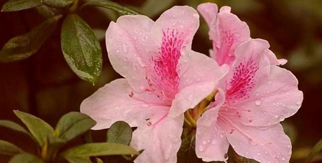 杜鹃花怎么养家庭养法，杜鹃花怎么家庭养法？图5