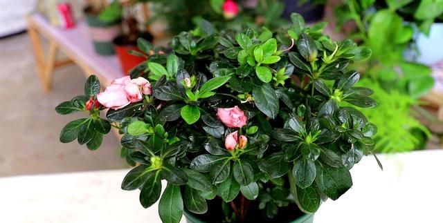 杜鹃花怎么家庭养法