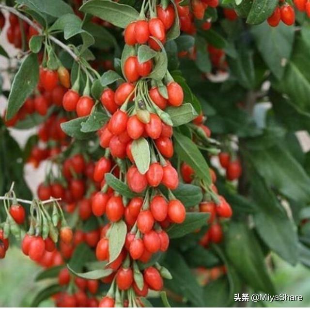 玫瑰果油美容功效（玫瑰果油被推上神坛）(2)