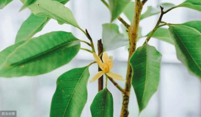 ​动物作文400字（功夫不负有心人作文400字）