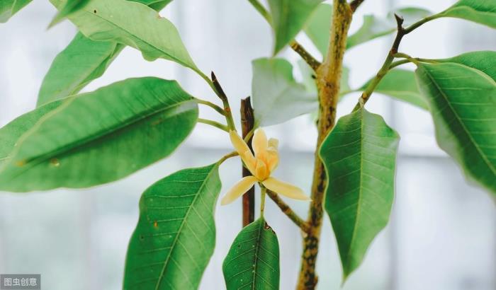 动物作文400字（功夫不负有心人作文400字）