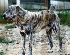 世界最大内陆国哈萨克斯坦国宝：中亚牧羊犬，孔武有力太霸气