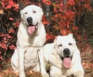 世界最大内陆国哈萨克斯坦国宝：中亚牧羊犬，孔武有力太霸气