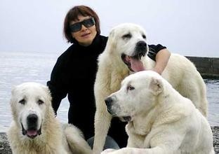 世界最大内陆国哈萨克斯坦国宝：中亚牧羊犬，孔武有力太霸气