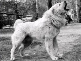 世界最大内陆国哈萨克斯坦国宝：中亚牧羊犬，孔武有力太霸气