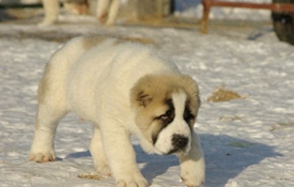 世界最大内陆国哈萨克斯坦国宝：中亚牧羊犬，孔武有力太霸气