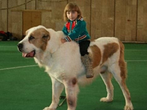 世界最大内陆国哈萨克斯坦国宝：中亚牧羊犬，孔武有力太霸气