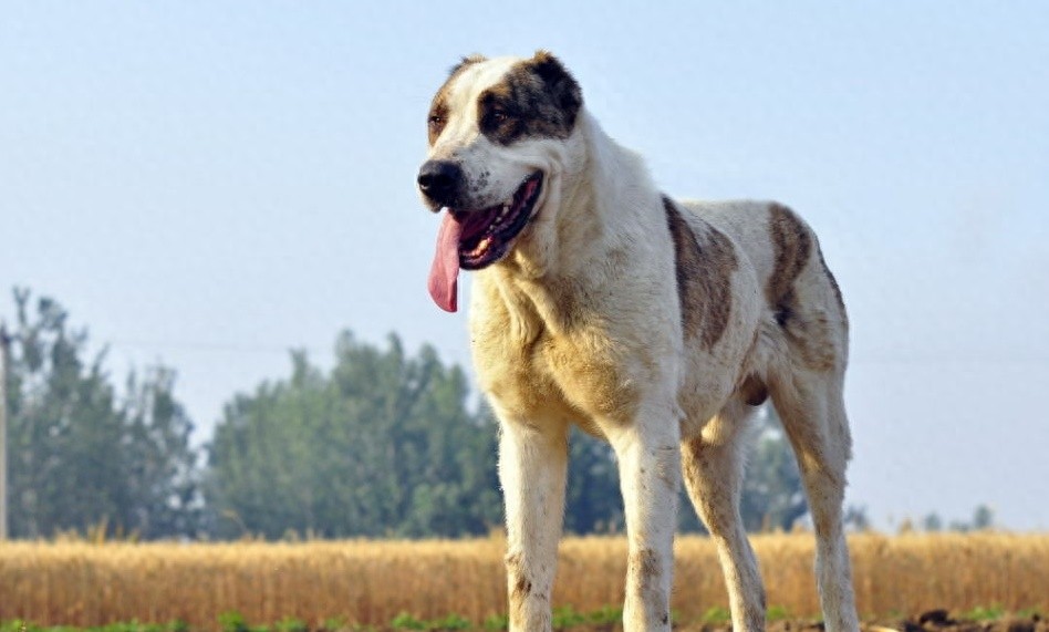 世界最大内陆国哈萨克斯坦国宝：中亚牧羊犬，孔武有力太霸气