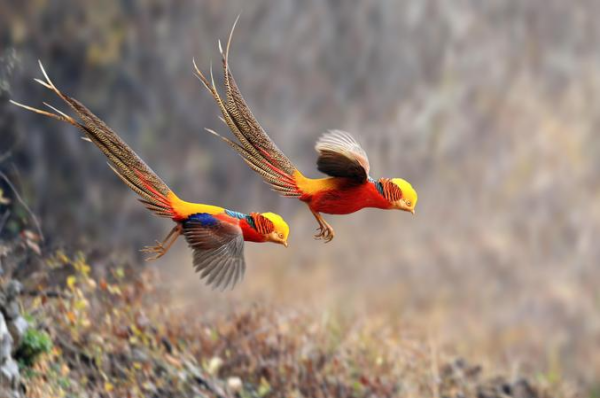 身无彩凤双飞翼的全诗,身无彩凤双飞翼是哪位诗人的诗句面积最大的淡水湖图1