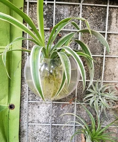 如何杀灭水培植物中蚊子幼虫