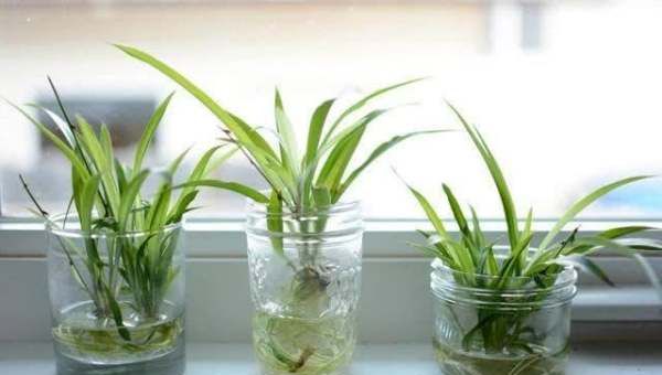 如何灭水培植物的蚊子,水盆栽的植物长蚊子怎么办呢图2