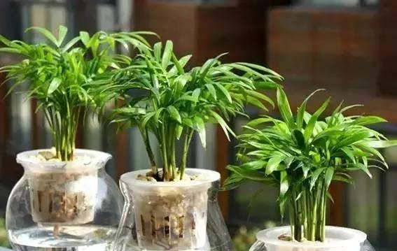 如何灭水培植物的蚊子,水盆栽的植物长蚊子怎么办呢图3