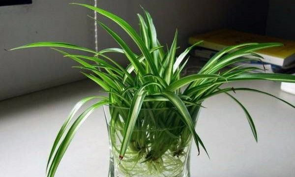 如何灭水培植物的蚊子,水盆栽的植物长蚊子怎么办呢图6