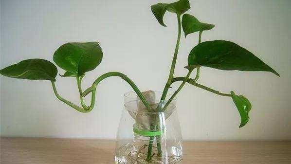 如何灭水培植物的蚊子,水盆栽的植物长蚊子怎么办呢图1