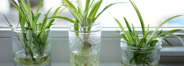 如何灭水培植物的蚊子,水盆栽的植物长蚊子怎么办呢图4