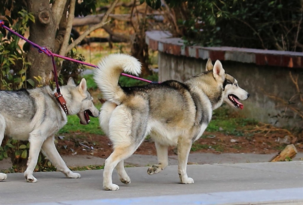 世界上最古老的犬种——格陵兰犬