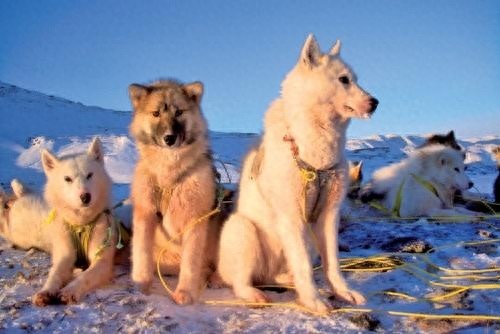世界上最古老的犬种——格陵兰犬