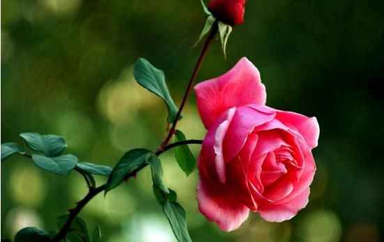 月季和玫瑰的区别，月季和玫瑰的差别？图3